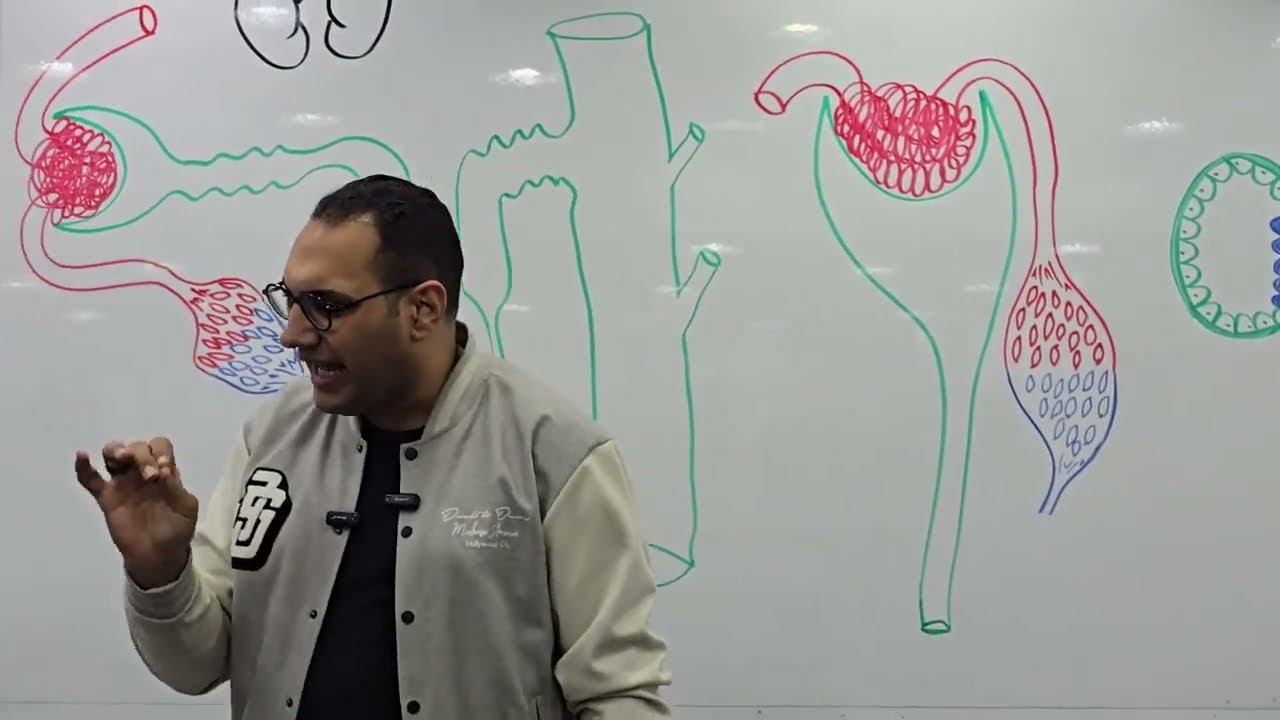 Renal Physiology-1 (Kasr alainy 2025) by Dr. Elsherif