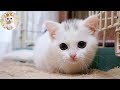 未公開！ウチの子になった短足マンチカン猫のラム　Welcome home, Lum! The short legged white cat.