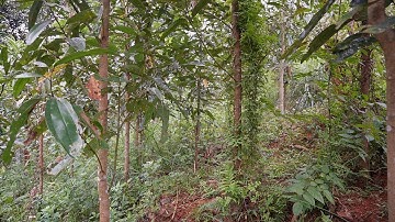 sự phát triển cây quế quế 3 năm tuổi tại yên bái