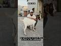 Ismail Bhai's African Boer Goat On Palai at Choudhary Livestock| Irfan Bhai CLS📲8080103536