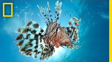 Combating the Invasive Lionfish—by Wearing Them | National Geographic