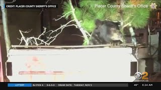 Police Free Bear From Dumpster