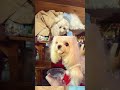 A lifetime a pet#May Day#For a lifetime one person#dog#Little dog