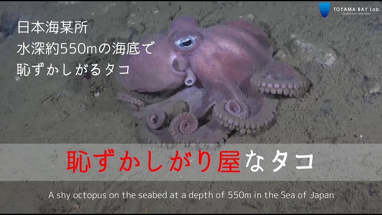 深海映像】水深550mの海底で恥ずかしがるタコ 水中ドローン映像 - YouTube