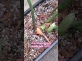 Tips e información sobre el philodendron gloriosum #plantas #philodendron