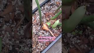 Tips e información sobre el philodendron gloriosum #plantas #philodendron