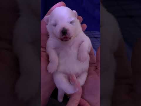 Newborn pomeranian baby girl - YouTube Newborn Pomeranian