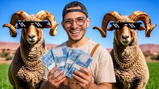 La vente de mes moutons au Maroc
