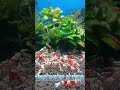 宮城えび様より ~赤太極~ #タイガービーシュリンプ #赤太極