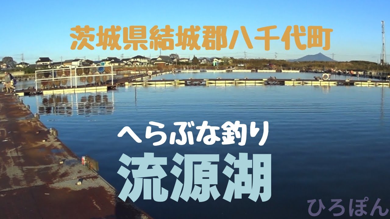 へらぶな釣り　流源湖　茨城県　結城郡　八千代町　管理釣り場　＃ヘラブナ釣り　#釣り #fishing #フィッシング   2024年11月24日