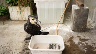 How Much Fish Can A Cormorant Eat At One Time?