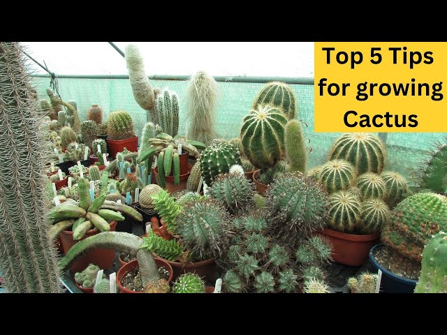 How to grow cacti - five easy steps - The English Garden