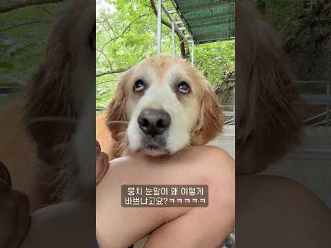 리트리버 눈알이 세상 바쁘게 돌아가는 이유 ㅋㅋㅋ thumbnail