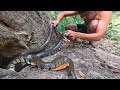 Amazing! Big Egg Snake Cooking in Forest Eating to Survival