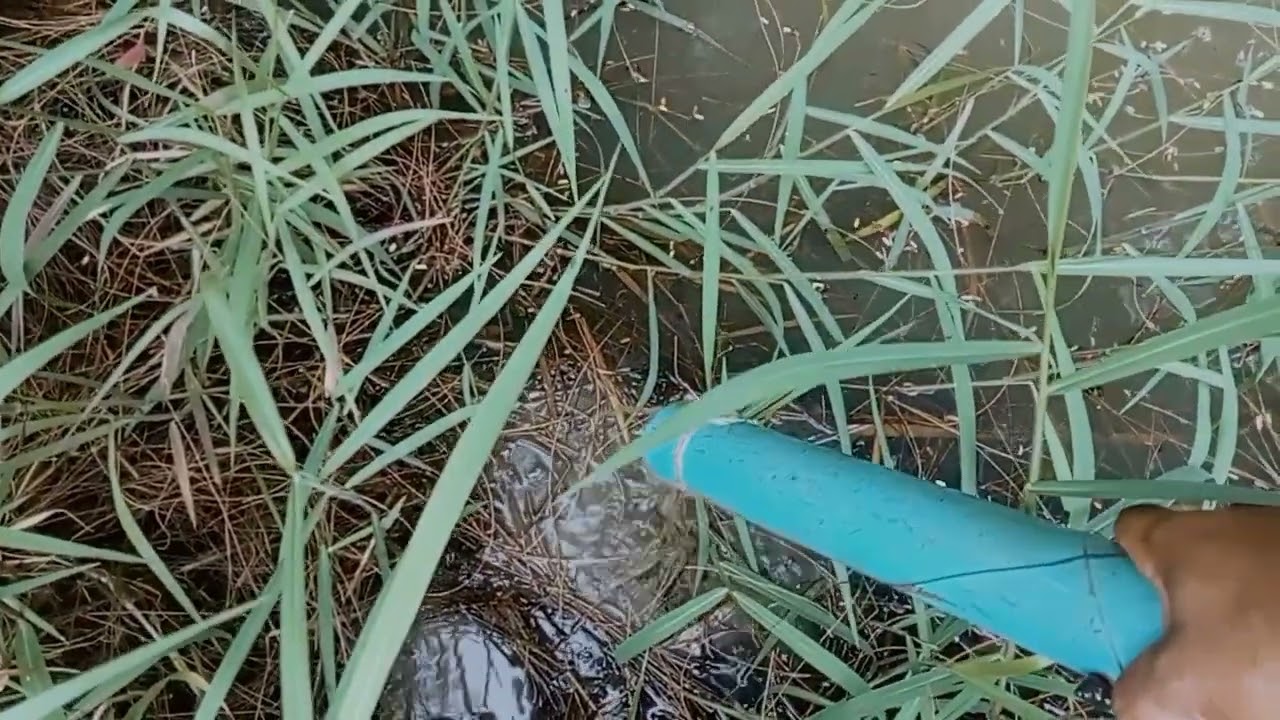 วันนี้มายามปลาไหลกันครับ