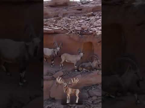 الحياة الفطرية في براري السعودية ٤