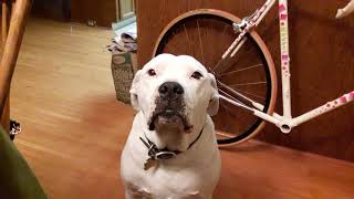 Jake the American Bulldog-Lab Mix - "Time for breakfast, dad."