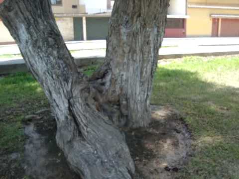 PUEBLO LIBRE - LIMA "EL ARBOL" Parque Paracas (Lim...