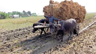 Buffalo Cart Ride on Muddy Canal || Paddy Transport with Buffalo cart || Bullock Cart Stuck Mud Ride