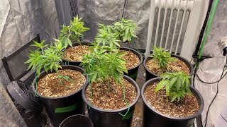 6 Strain Cannabis Grow - Final Transplant