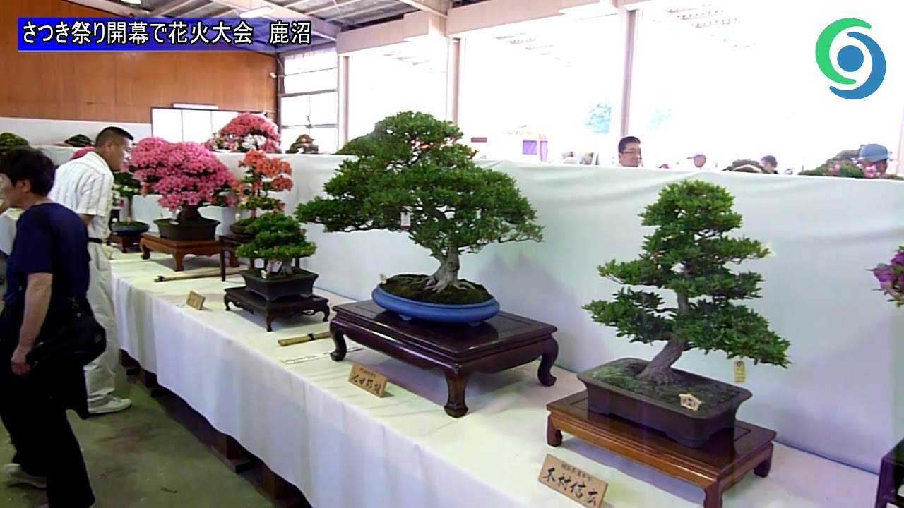 さつき祭り開幕で花火大会 鹿沼 Youtube さつき祭り開幕で花火大会 鹿沼 Youtube
