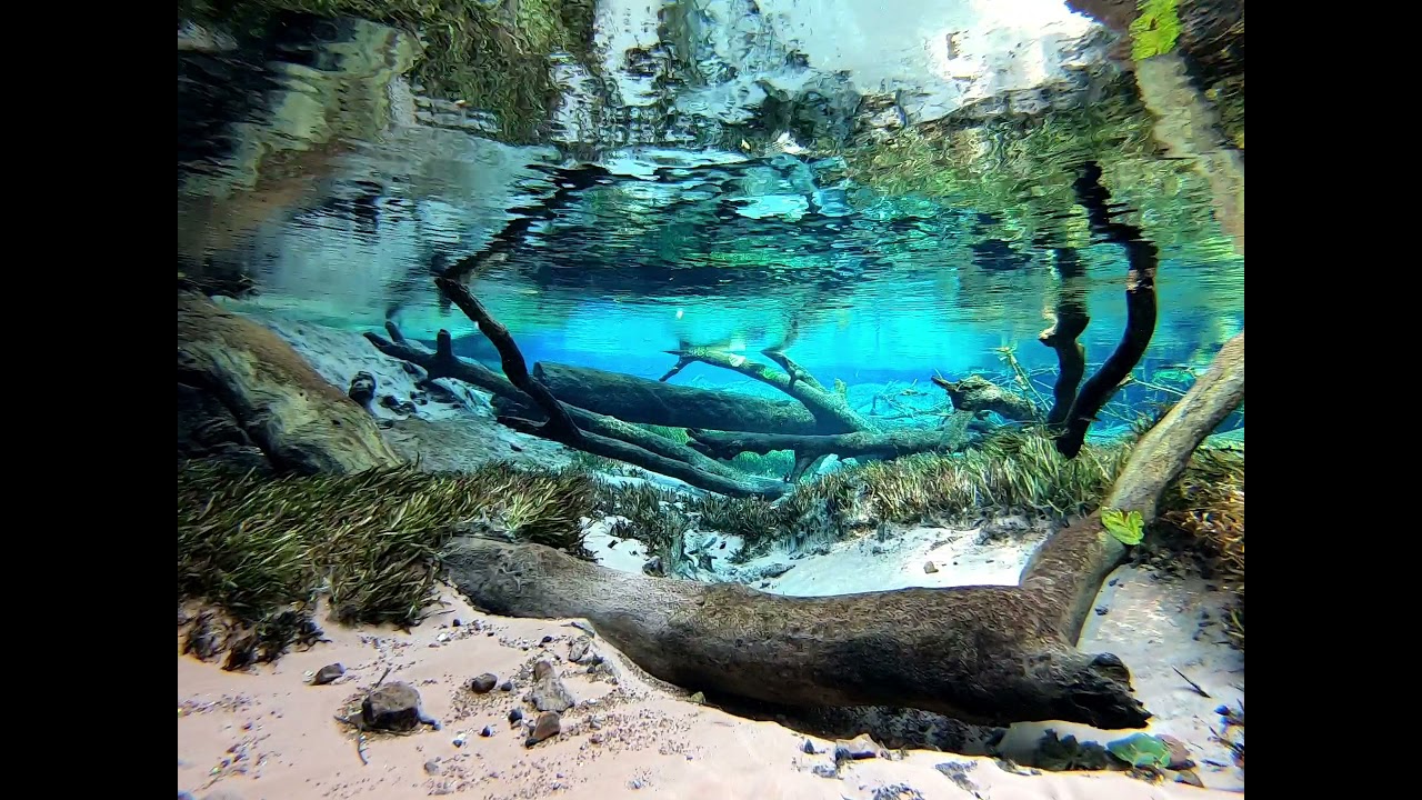 River Fwa DR Congo endemic Cichlids 2021 Valisneria