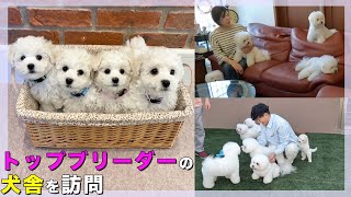 トップブリーダーの犬舎ルームツアードッグショー総なめビション・フリーゼはこうして育った