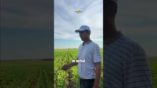 Makkajo'xorilarga nima qilgan? 🔰 #farming #agro #agronomy #famerlife #agriculture