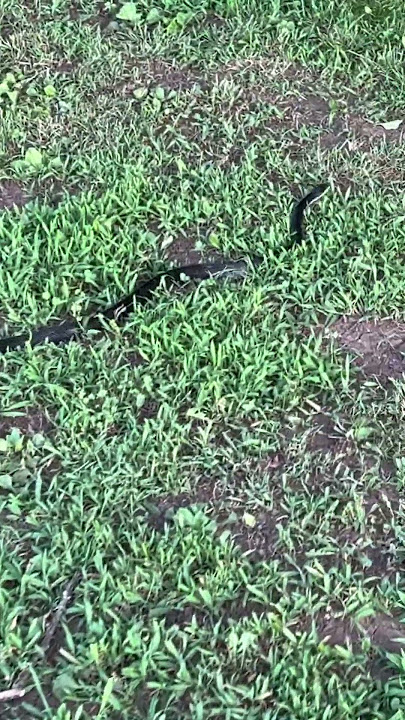 Chickens chasing big snake.  (They like to eat snakes) #nature #snake #blacksnake #ratsnake