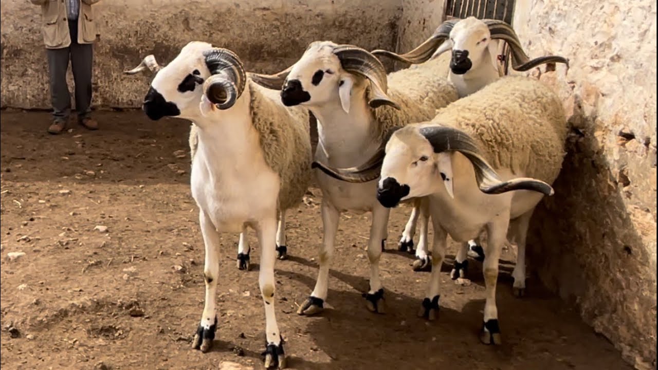 حصريا🔥🔥|-🎥شاهد الفحول الضخمة💥💣لي خدام بيهم يحي ابن الرضى🎖