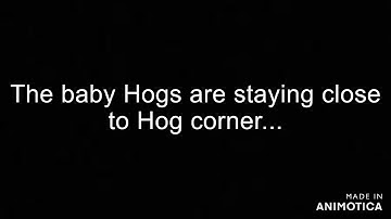 Hedgehogs 3rd August 2020