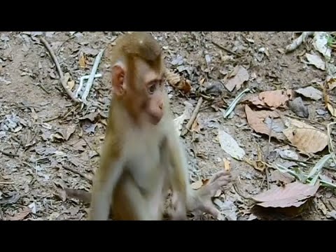 wild monkey - YouTube
