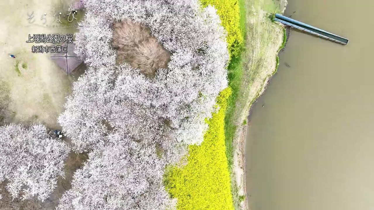 そらなび」上堰潟公園の桜（新潟市西蒲区）2024年5月11日放送回 - YouTube
