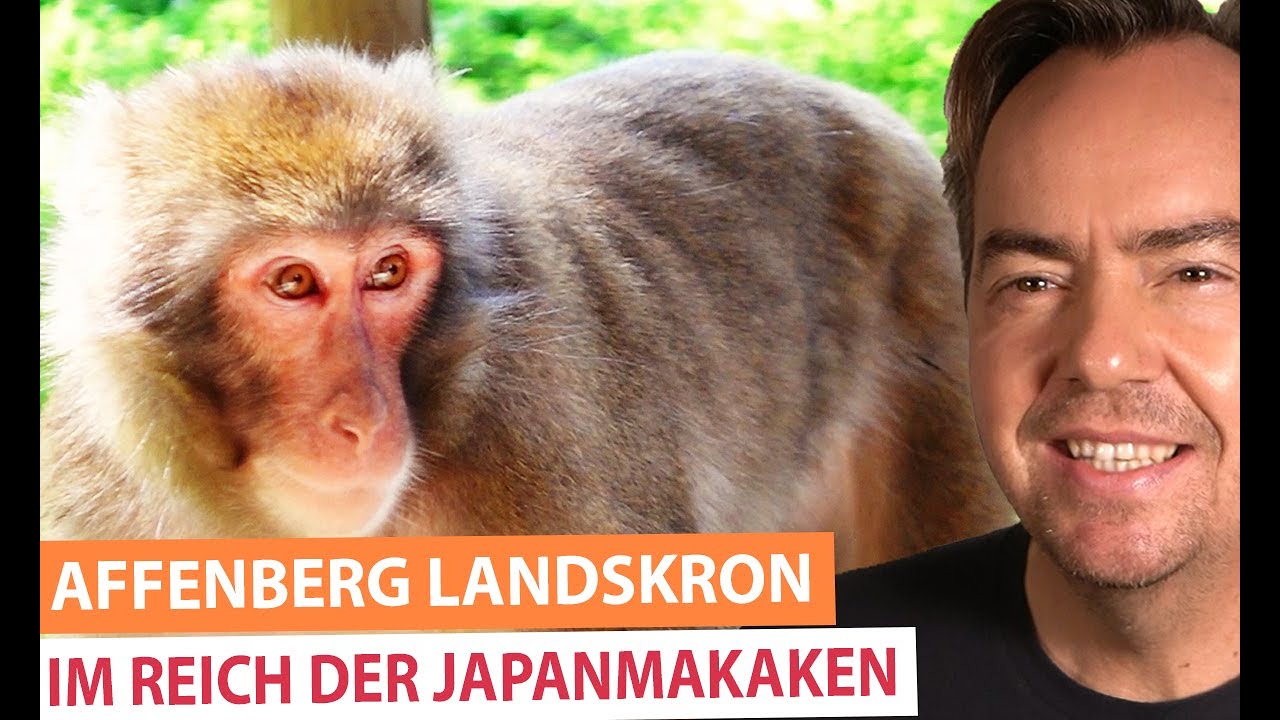 Affenberg Landskron - Führung durch das Reich der Japanmakaken | Top Ausflugsziele in Kärnten