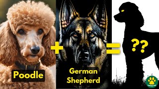 TOP 5 Poodle Mix Breed Dogs You Don't Know About!