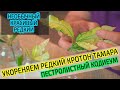 Укореняем кротон Тамара в воде. Размножение Кодиеума. Часть 1