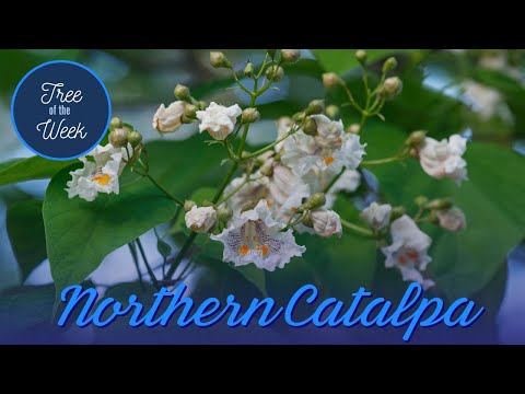 Video: Sorter af Catalpa-træer – Typer af Catalpa-træer til hjemmets landskab