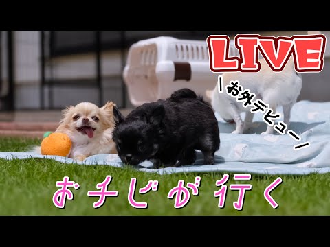 【Live】お外だドン!!生後52日のチワワ兄弟とお庭で雑談ライブ【ブリーダー】