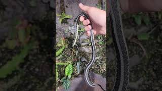 Snakes Love My Plant Wall