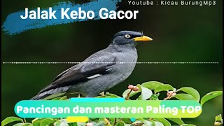 Suara Pancingan dan masteran Burung  jalak kebo | Kicau Burung Mp3