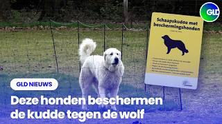 Gld Nieuws 20 April 2026