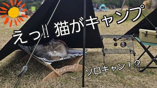 【猫とキャンプ】隣のソロキャンパーは