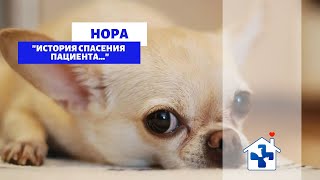 История спасения Норы... Россия, Крым