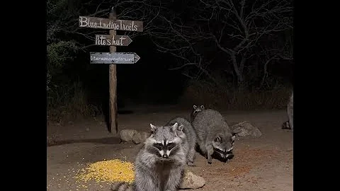 BlueIndigoTrails is live!🌚🥚