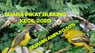 Download Lagu Dijamin Ampuh 100%!!! || Suara Pikat Burcil 2020 Anti Zonkk!!! || Suara Pikat Terbaru Download Lagu Dijamin Ampuh 100%!!! || Suara Pikat Burcil 2020 Anti Zonkk!!! || Suara Pikat Terbaru