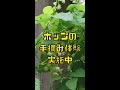 ホップ摘み体験週間 #shorts
