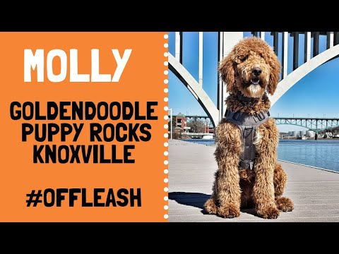 knoxville-dog-trainers---goldendoodle-puppy's-mind-blowing-transformation-from-rascal-to-rockstar