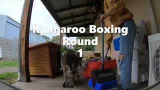 澳洲打工換宿 拳擊袋鼠Vlog #1 Kangaroo boxing and my daily life
