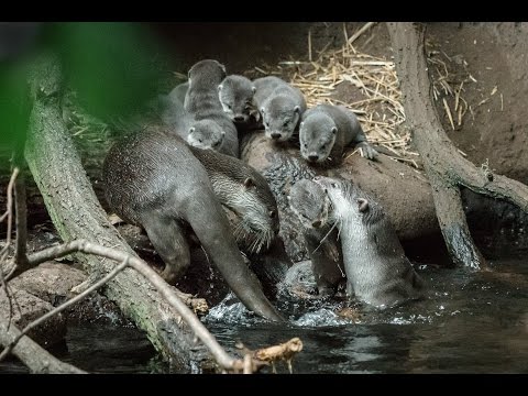 Video: Rozmnožovanie mláďat papraďorožca obyčajného – čo robiť s mláďatami papraďorožca obyčajného