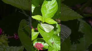 Cabbage White Butterfly